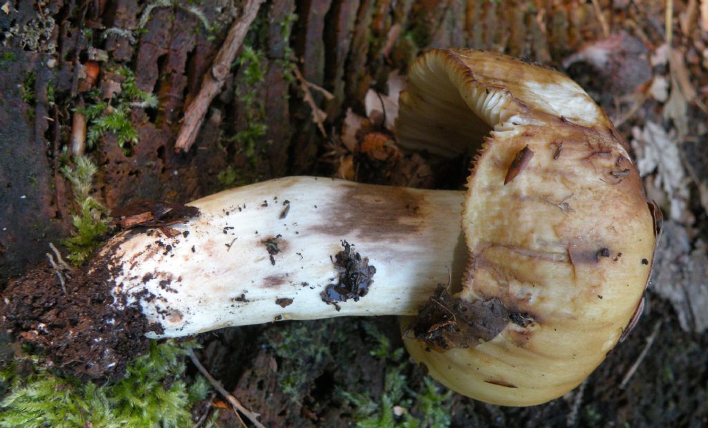 Forse Russula laurocerasi?